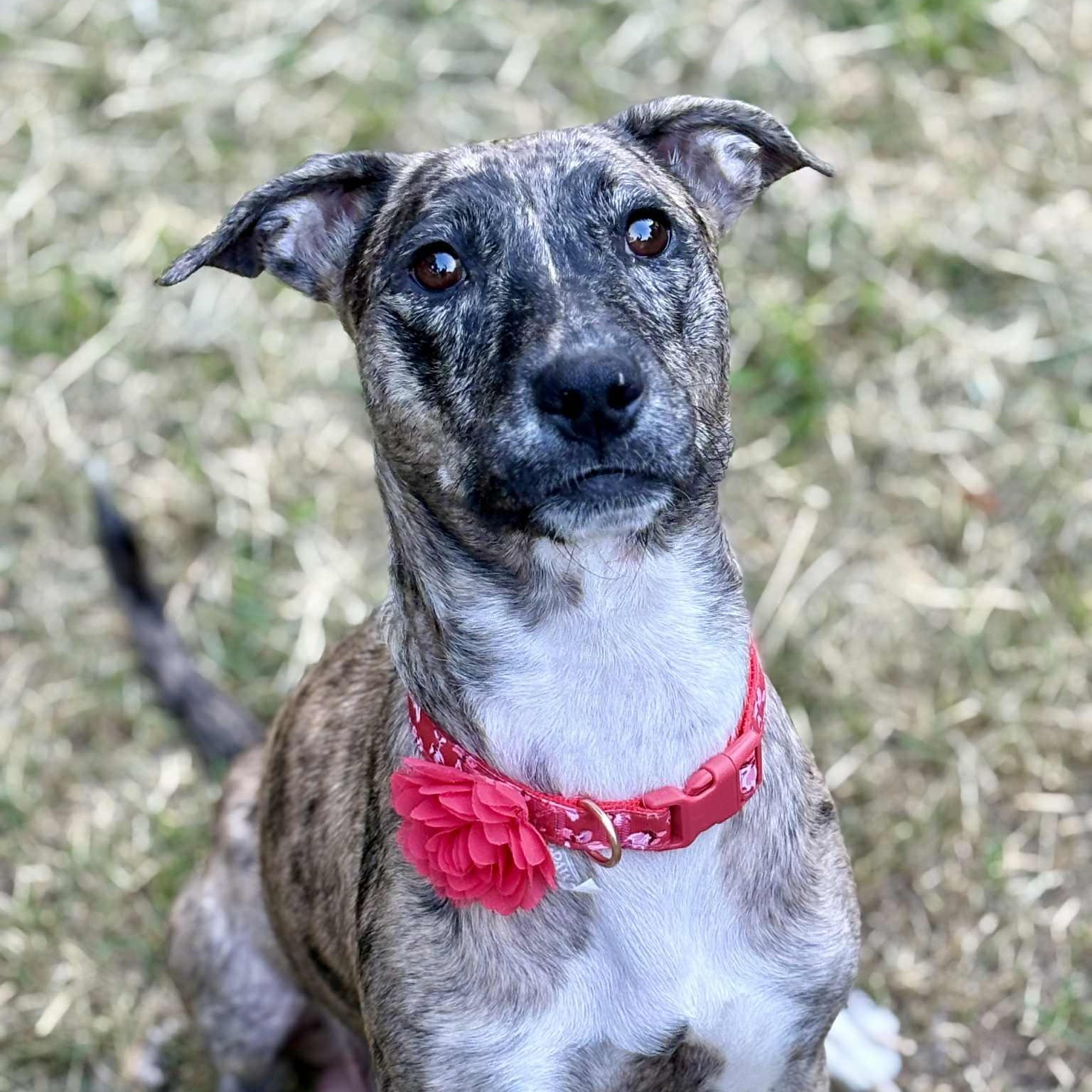 Solara, a Adoptable mixed breed in Harrington, DE image 2/5