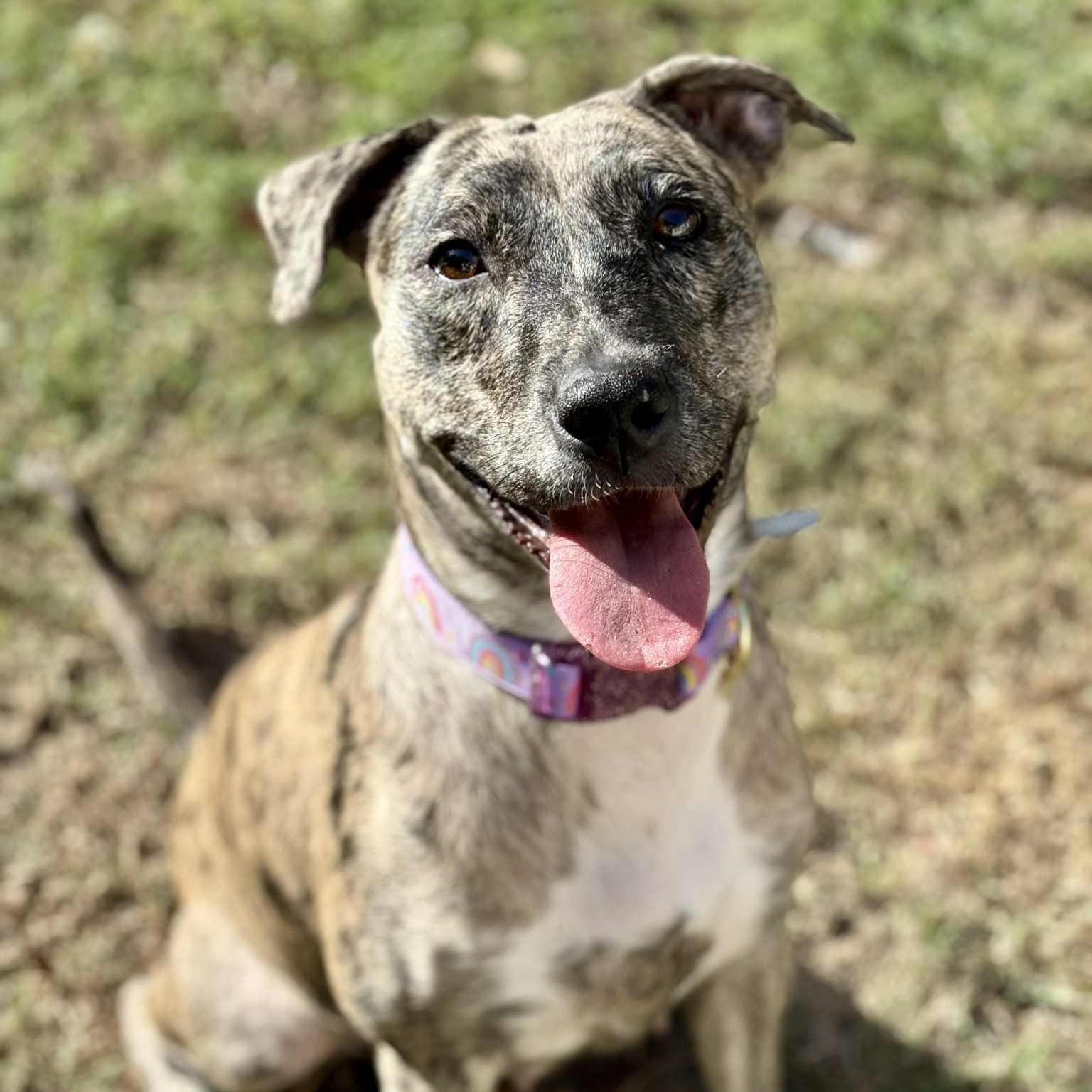 Solara, a Adoptable mixed breed in Harrington, DE image 3/5