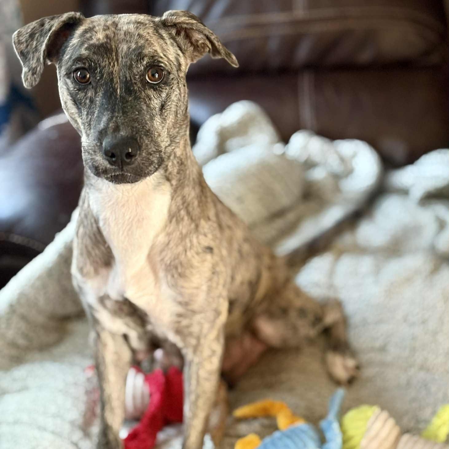 Solara, a Adoptable mixed breed in Harrington, DE image 4/5