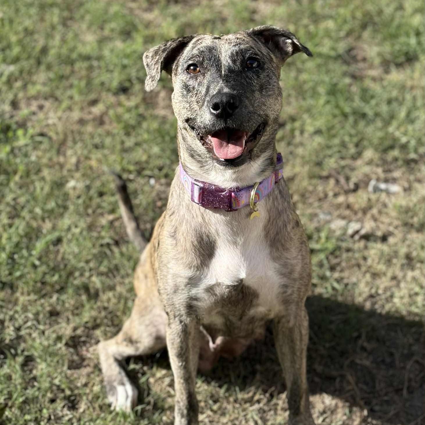 Solara, a Adoptable mixed breed in Harrington, DE image 5/5