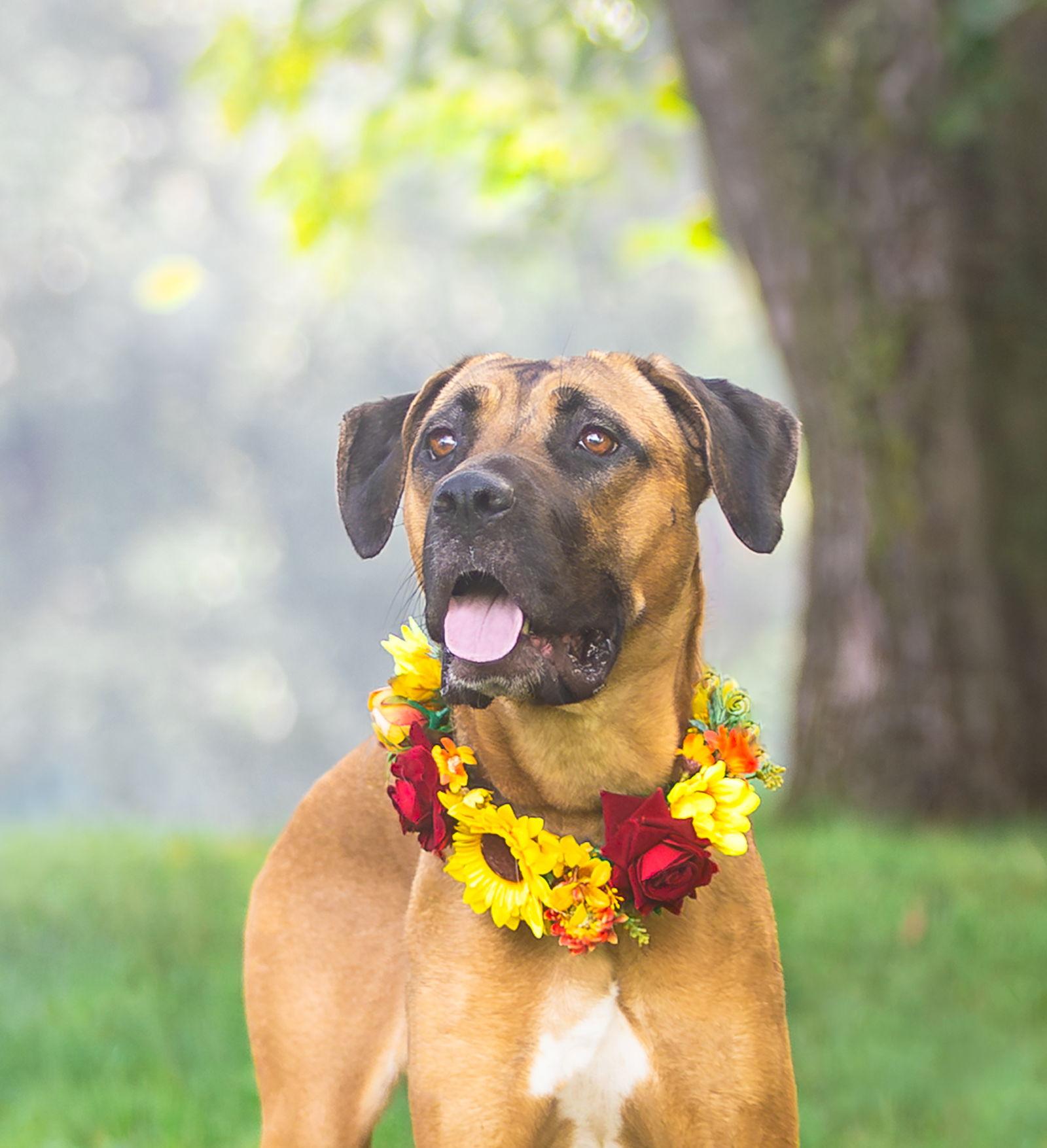 Selena, Adoptable, Young Female Boxer & Hound.