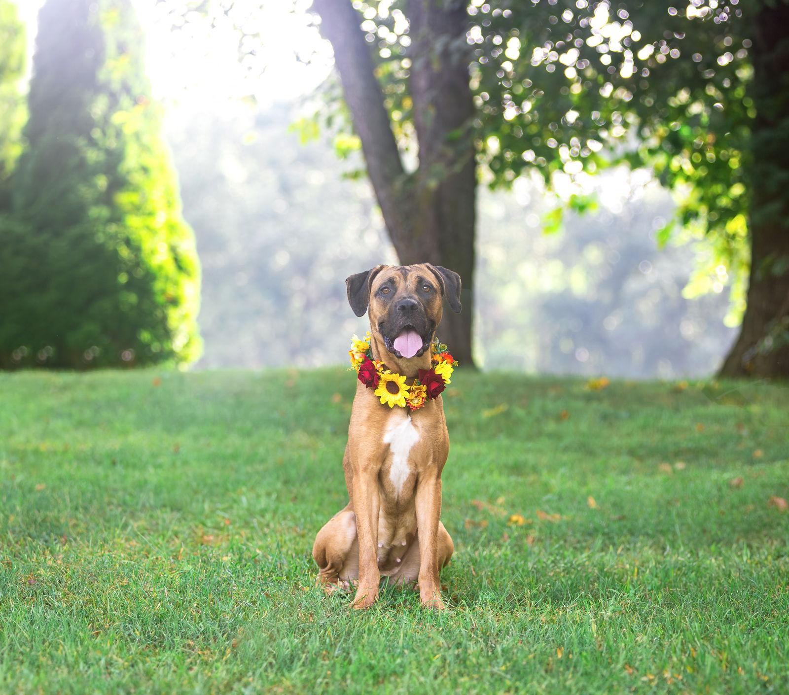 Enlarge Selena, a Adoptable mixed breed in Coatesville, PA image 2/3