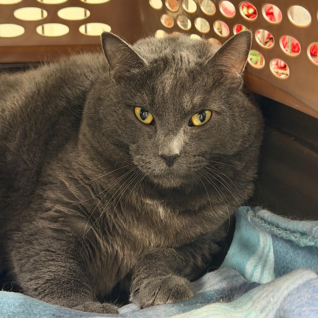 Bluey, Adoptable, Adult Male Domestic Short Hair.