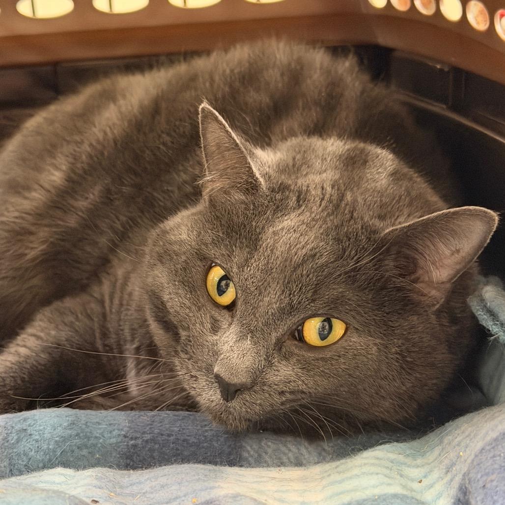 Enlarge Bluey, a Adoptable Domestic Short Hair in East Smithfield , PA image 2/4