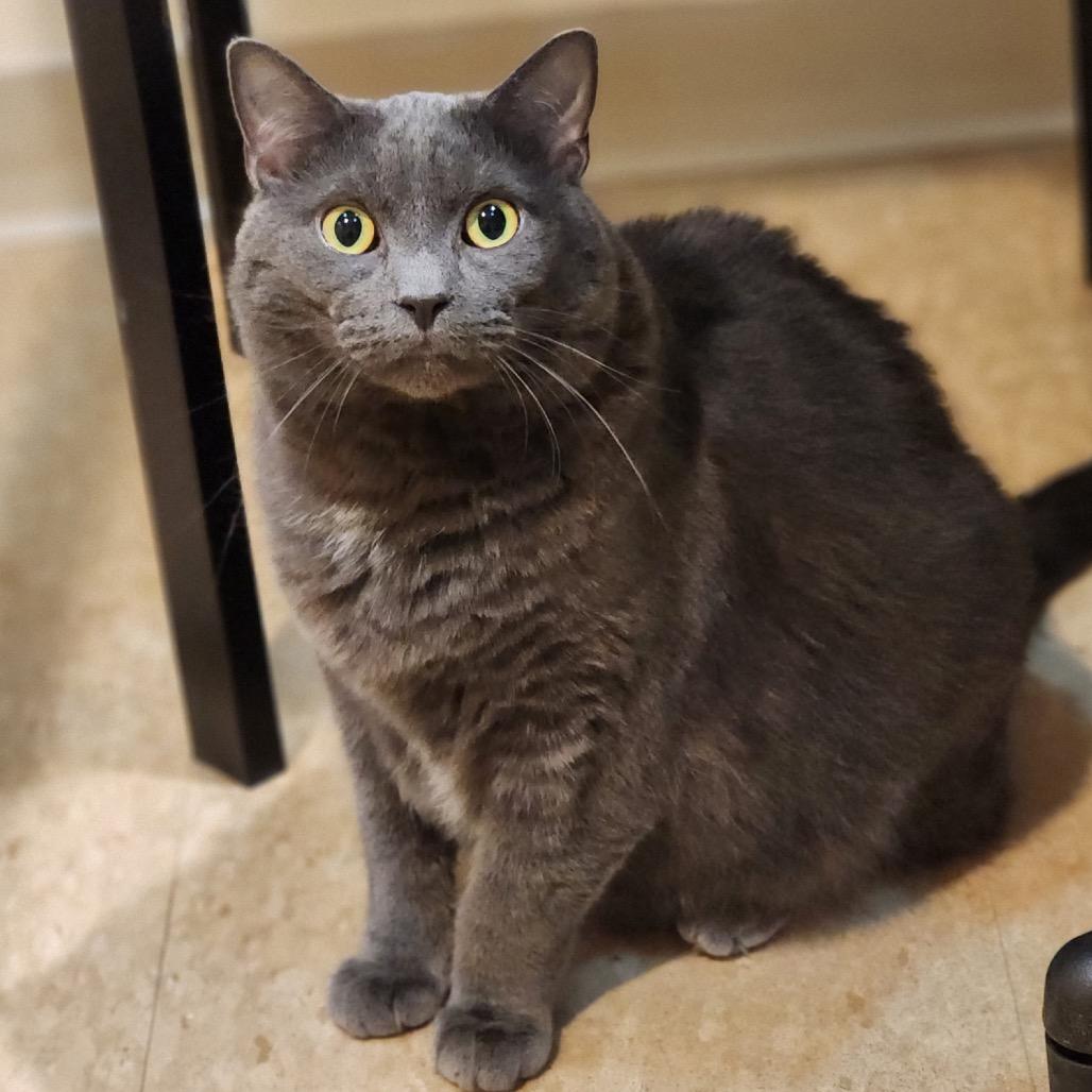 Enlarge Bluey, a Adoptable Domestic Short Hair in East Smithfield , PA image 3/4