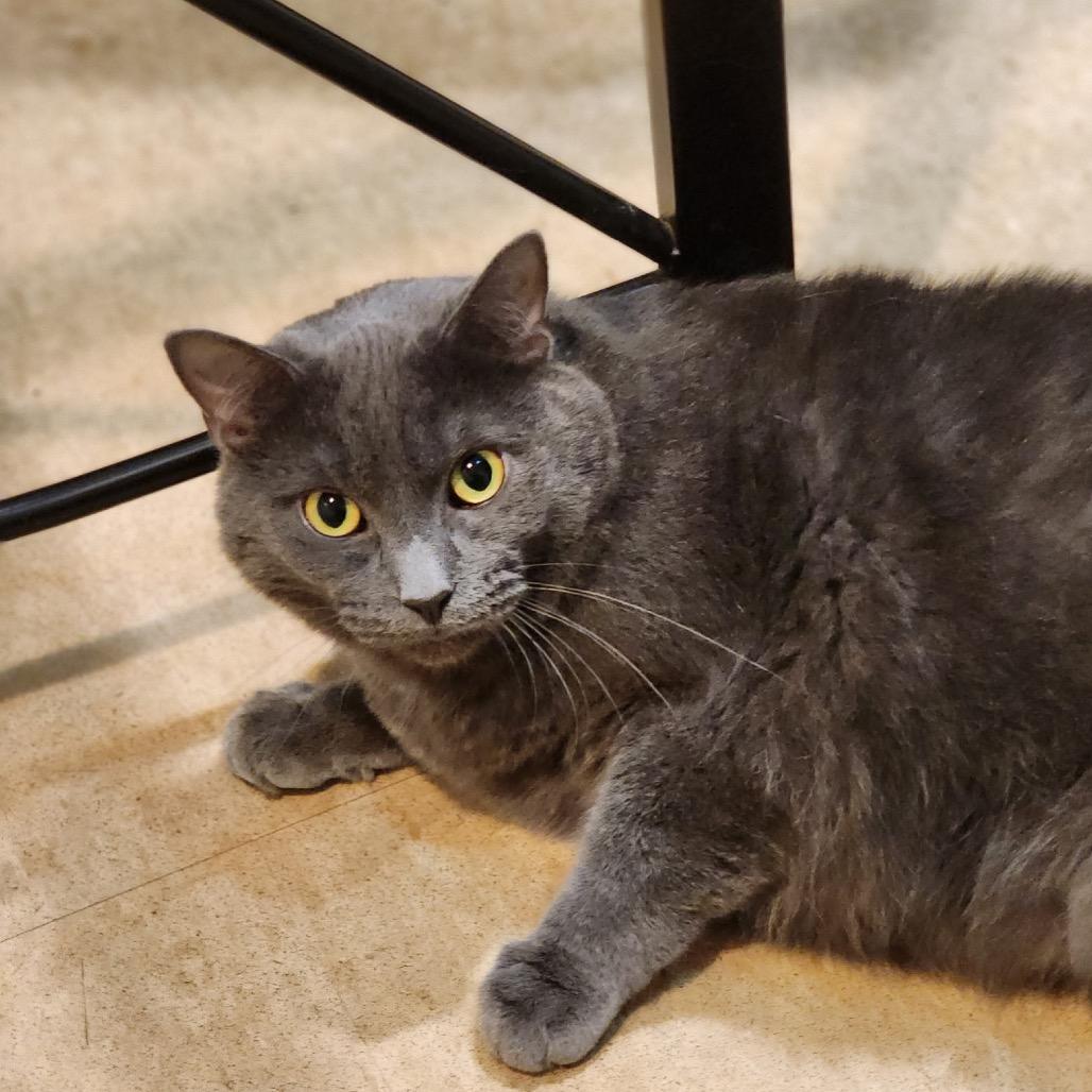 Enlarge Bluey, a Adoptable Domestic Short Hair in East Smithfield , PA image 4/4