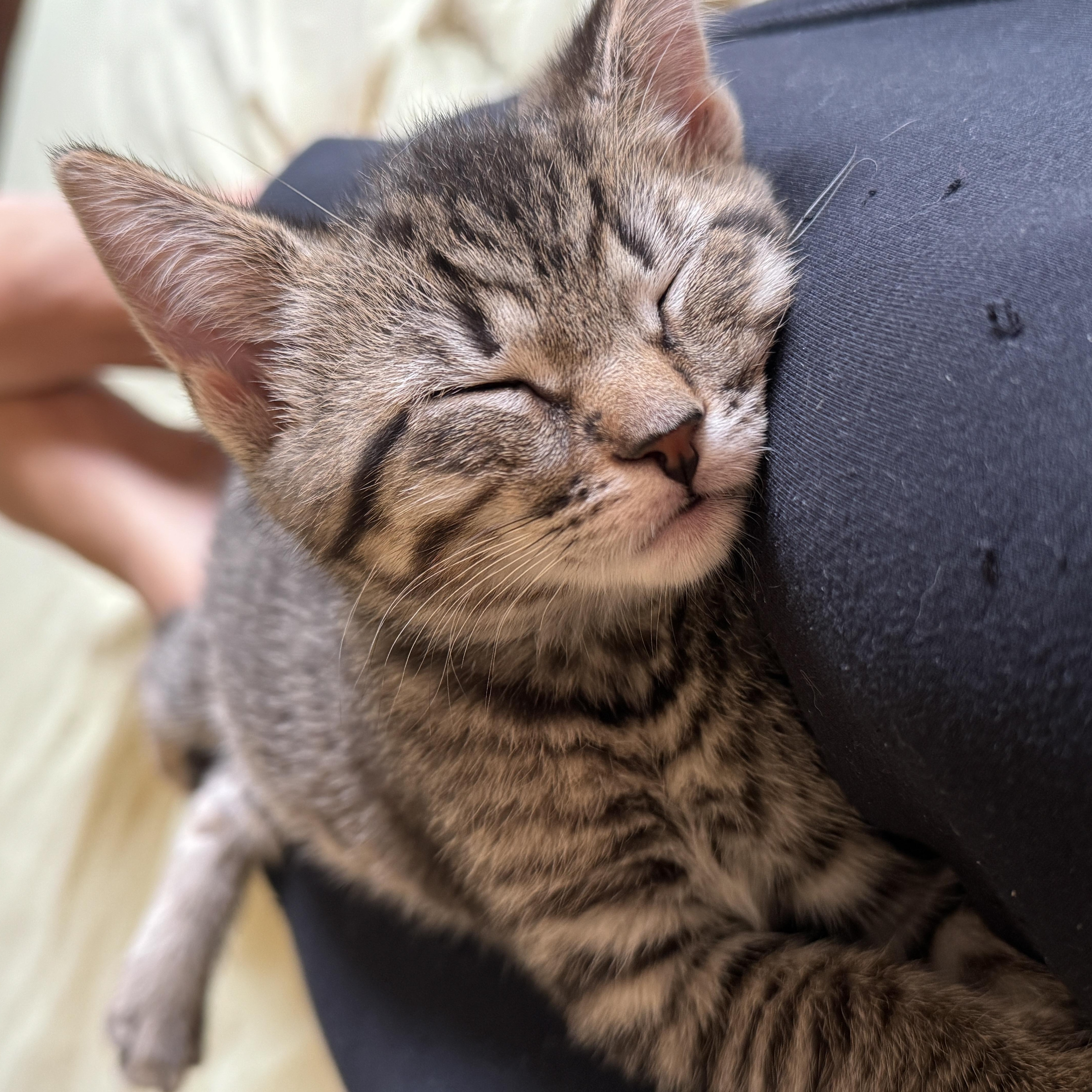 Enlarge Pancake, a Adoptable Domestic Short Hair in Cleveland Heights, OH image 2/5