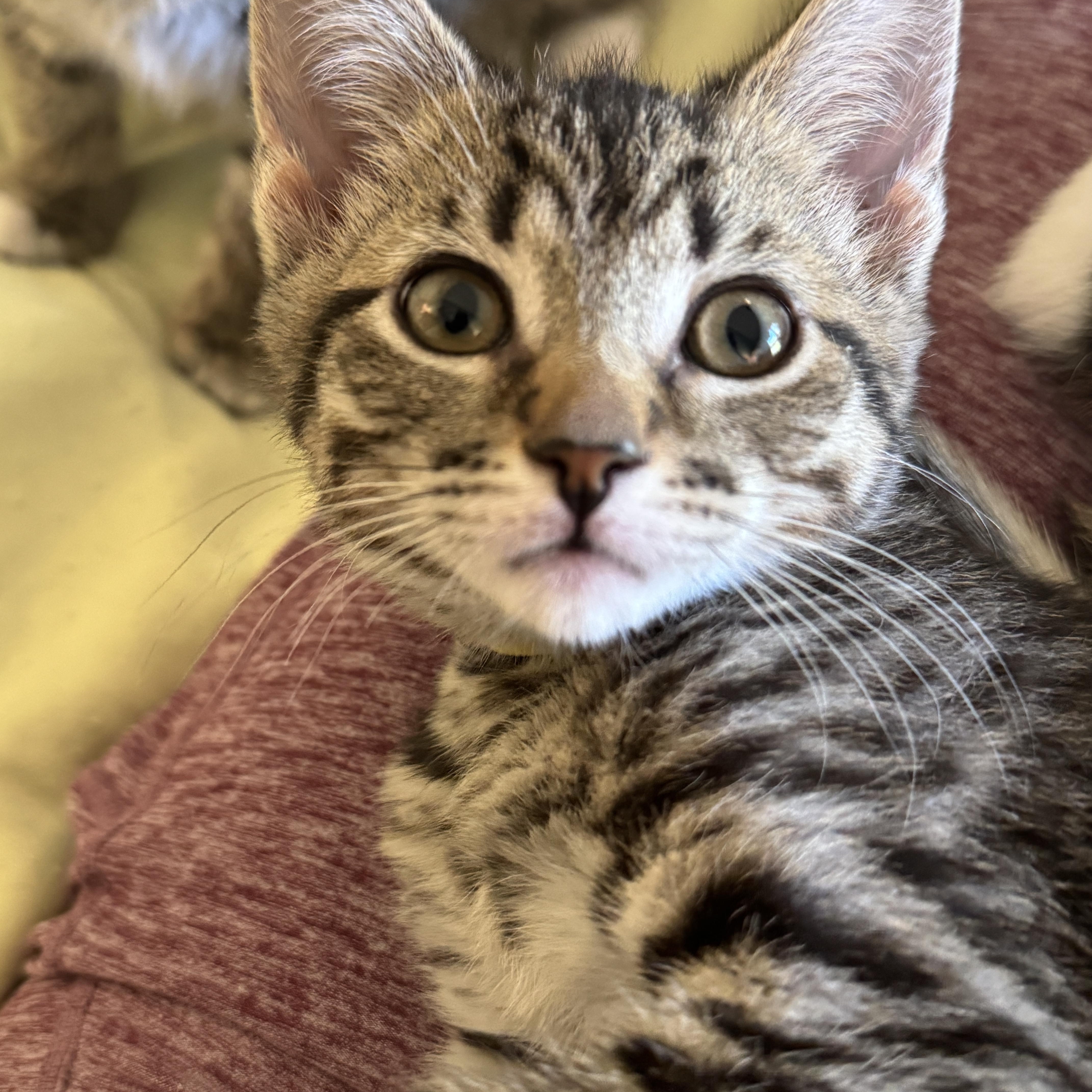 Pancake, Adoptable, Kitten Female Domestic Short Hair.