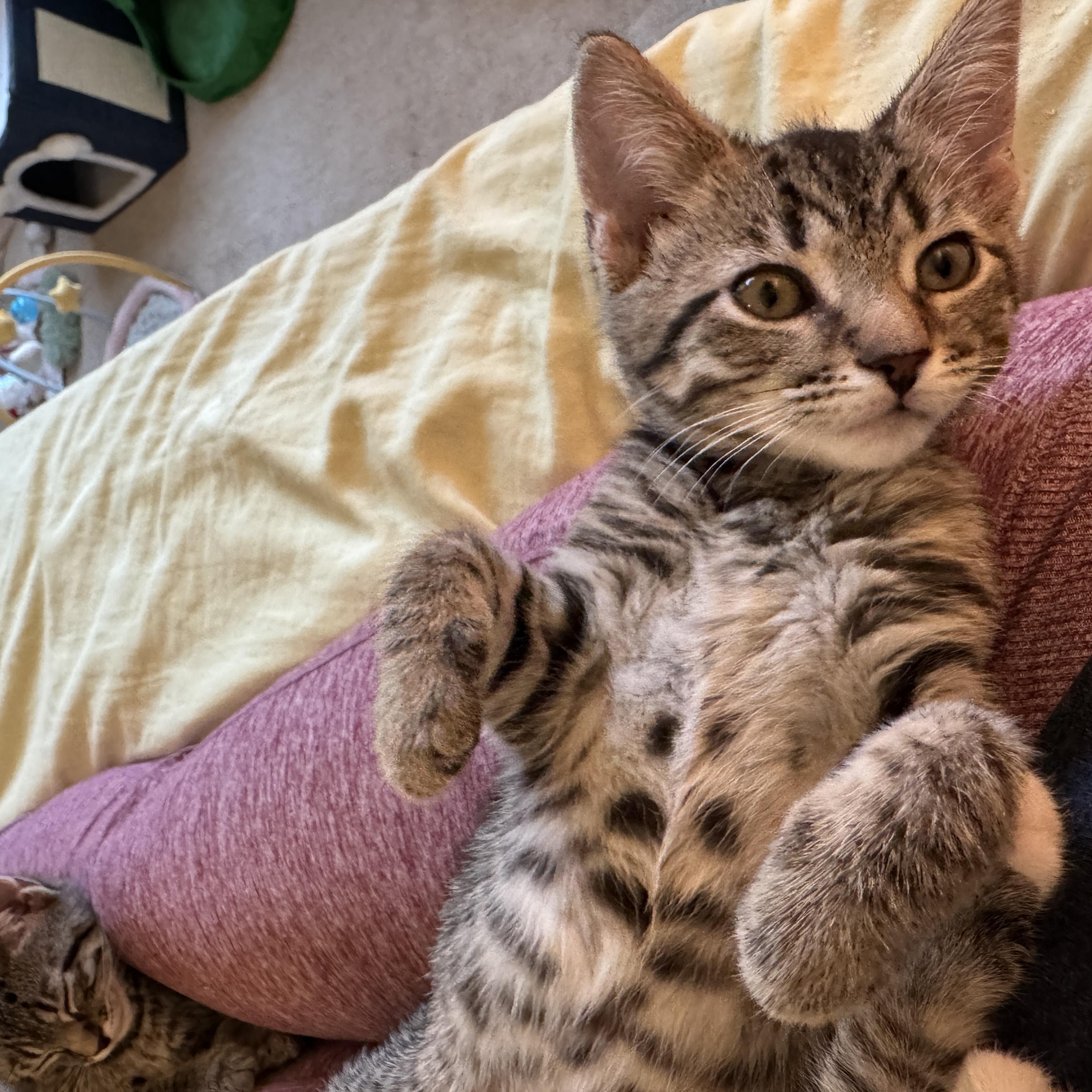 Enlarge Pancake, a Adoptable Domestic Short Hair in Cleveland Heights, OH image 5/5