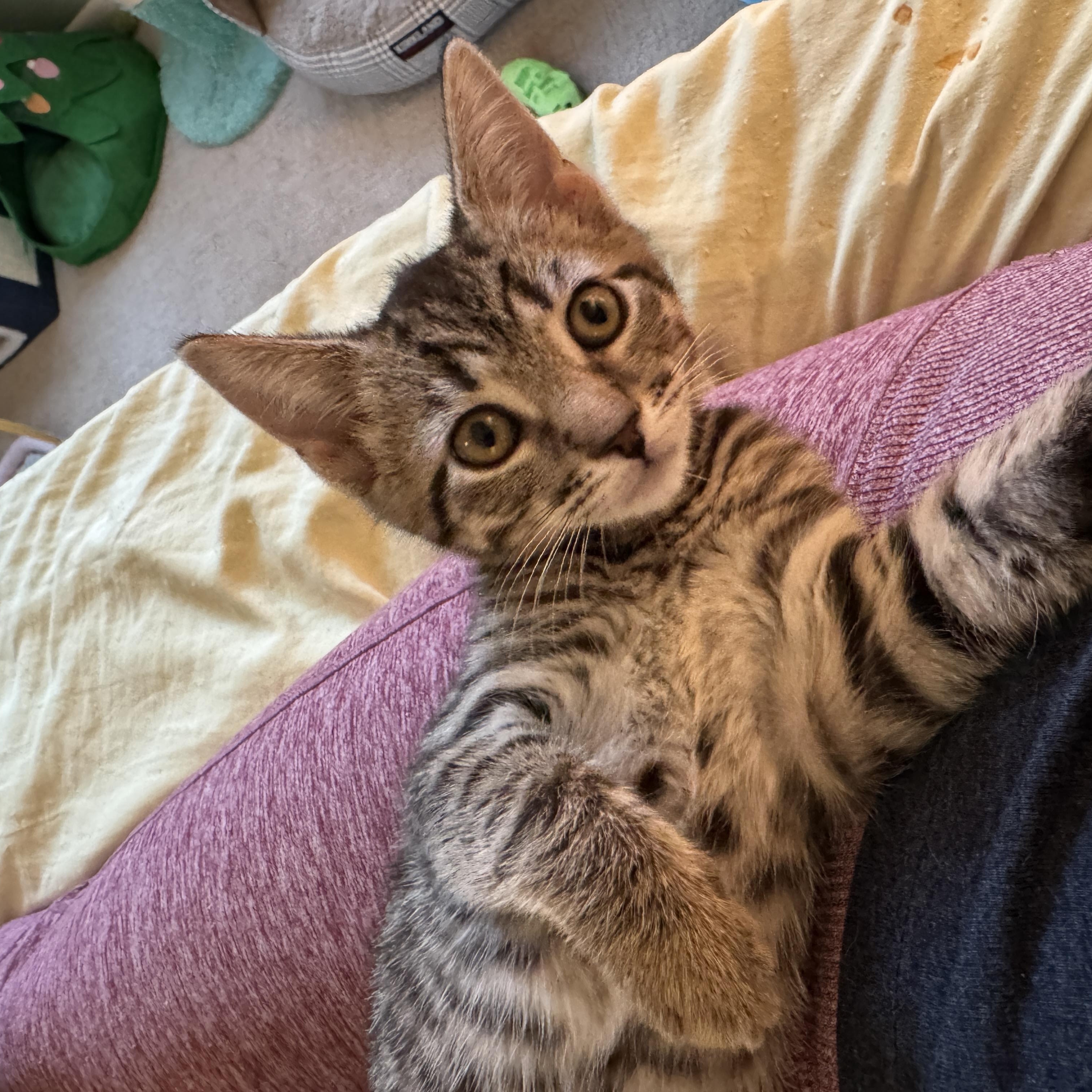 Enlarge Pancake, a Adoptable Domestic Short Hair in Cleveland Heights, OH image 4/5