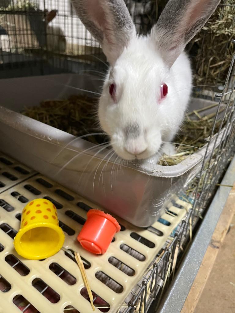 Snowball, Adoptable, Young Female Californian.