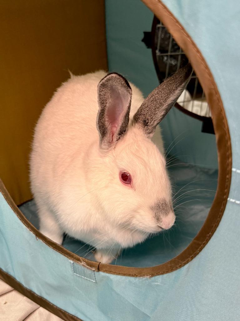 Snowball, a Adoptable Californian in Pflugerville, TX image 6/6