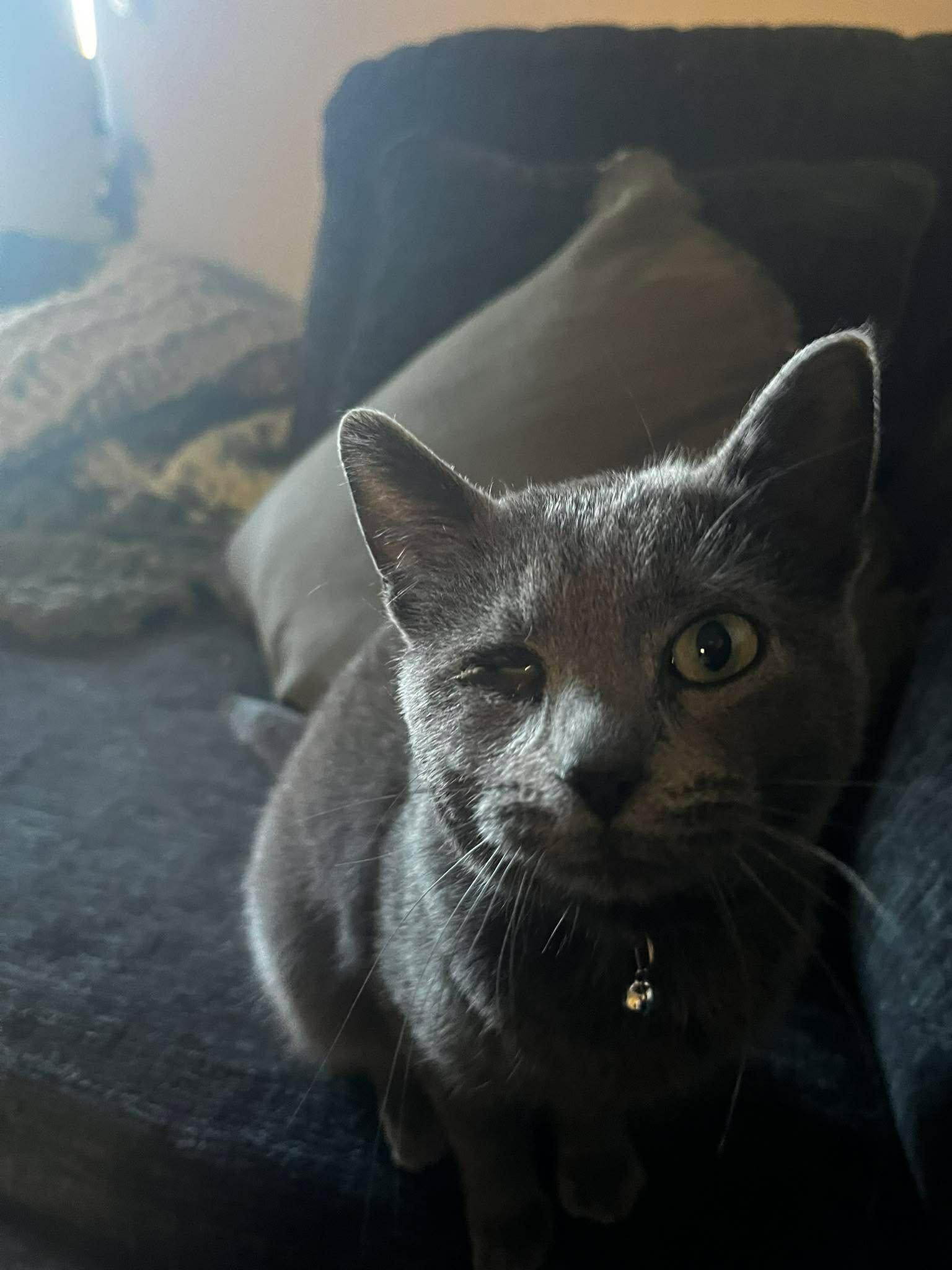 Clover, Adopted, Adult Female Domestic Short Hair.