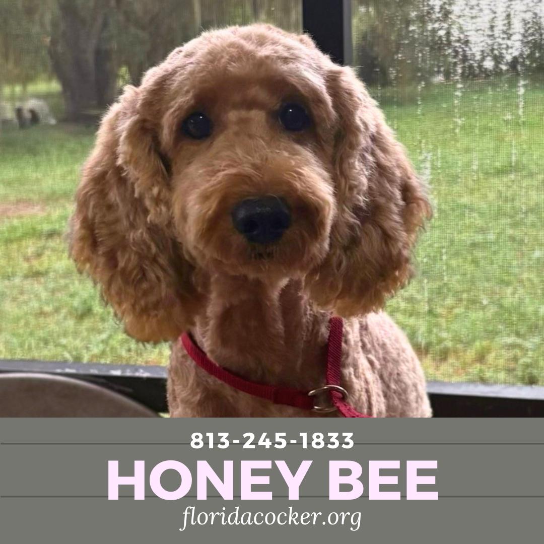 Enlarge Honey Bee, an adopted Goldendoodle in Land O Lakes, FL image 1/1