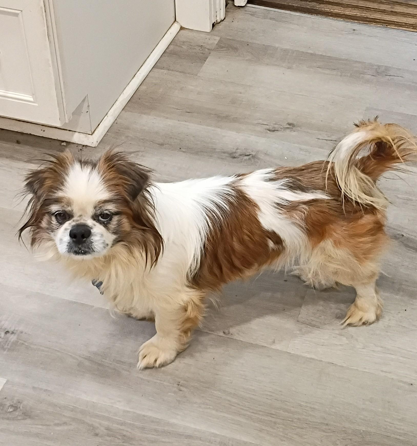 Enlarge Rory - super snuggly!, a ADOPTABLE mixed breed in Hendersonville, TN image 2/6