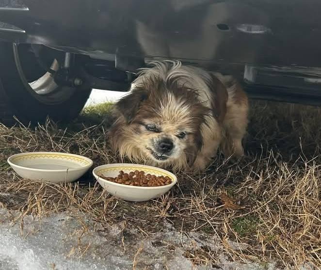 Enlarge Rory - super snuggly!, a ADOPTABLE mixed breed in Hendersonville, TN image 6/6