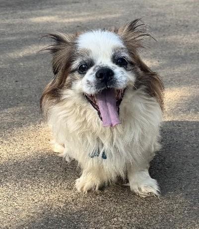 Enlarge Rory - super snuggly!, a ADOPTABLE mixed breed in Hendersonville, TN image 3/6