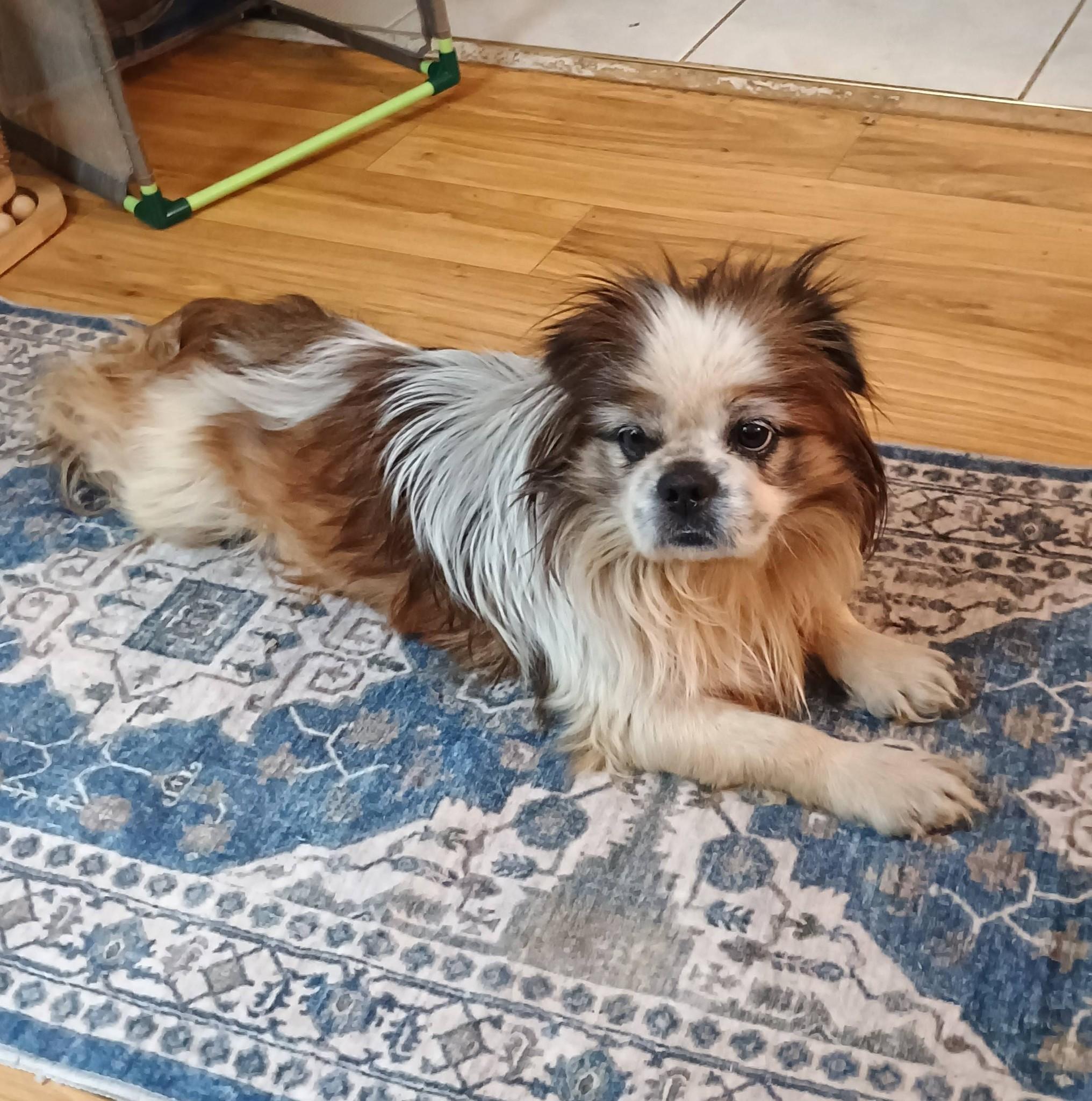 Enlarge Rory - super snuggly!, a ADOPTABLE mixed breed in Hendersonville, TN image 5/6