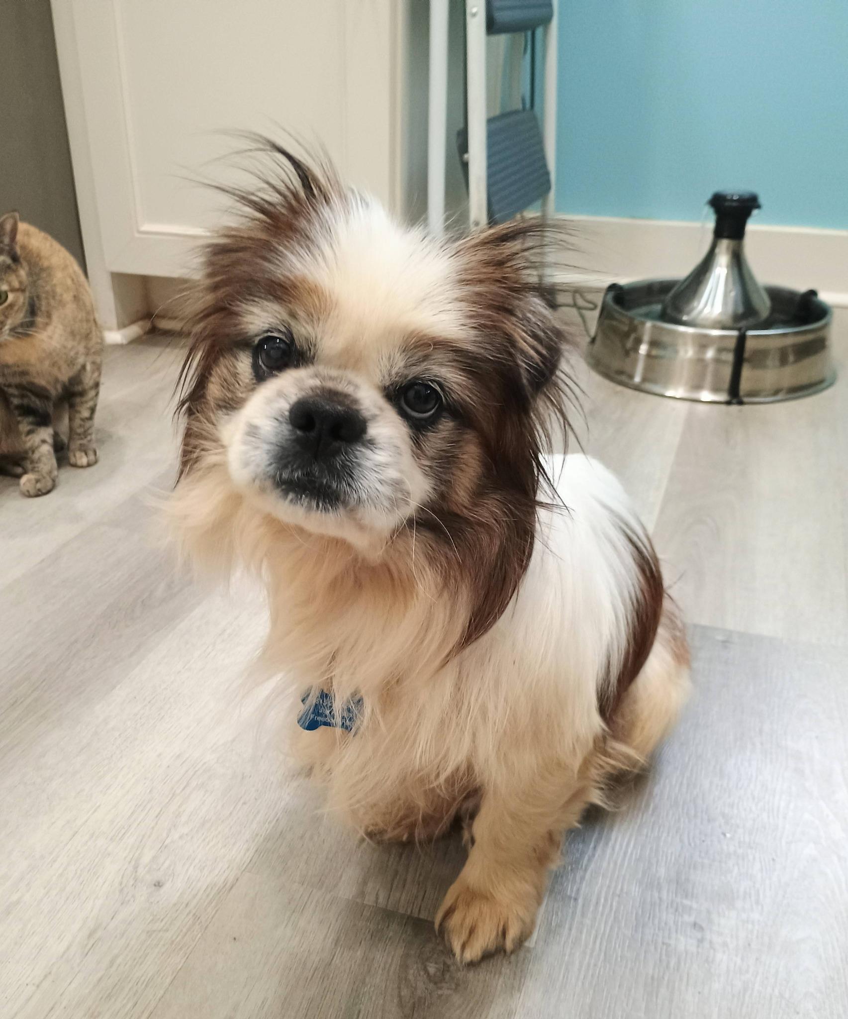 Rory , ADOPTABLE, Adult Male Pekingese & Miniature Dachshund.
