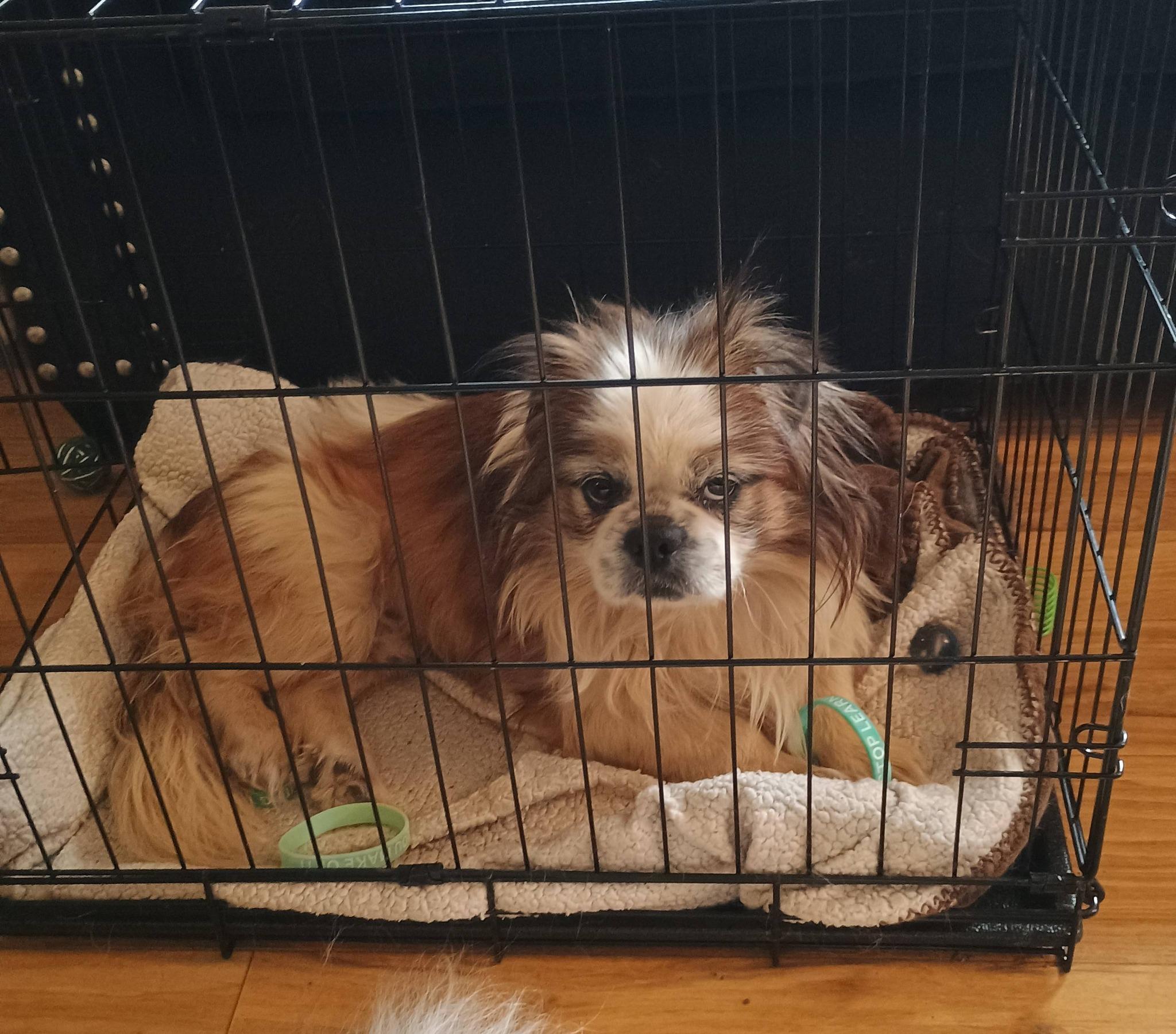 Enlarge Rory - super snuggly!, a ADOPTABLE mixed breed in Hendersonville, TN image 4/6