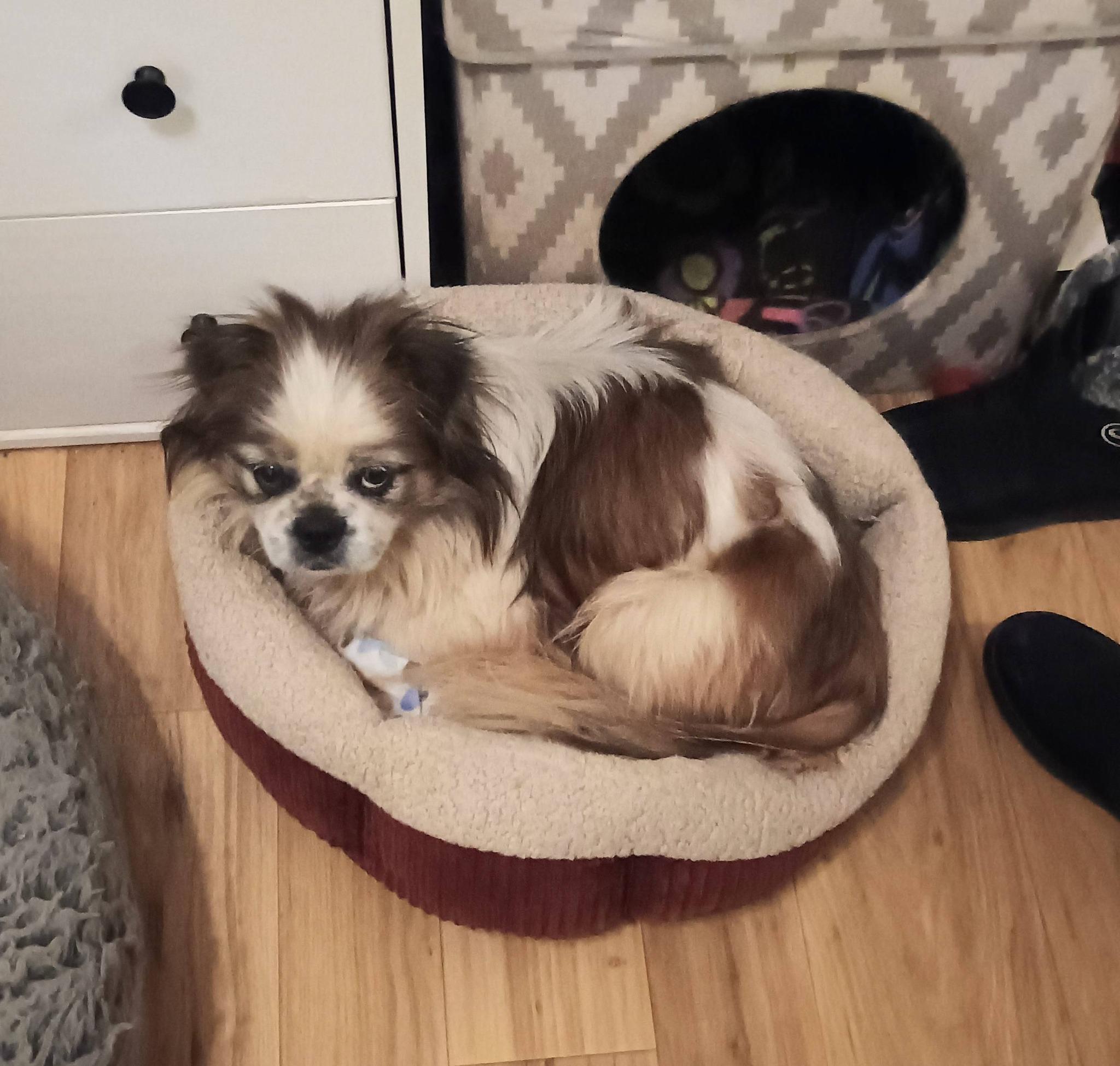 Enlarge Rory - super snuggly!, a ADOPTABLE mixed breed in Hendersonville, TN image 3/6