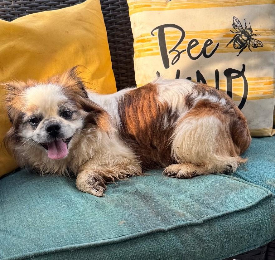 Enlarge Rory - super snuggly!, a ADOPTABLE mixed breed in Hendersonville, TN image 4/6