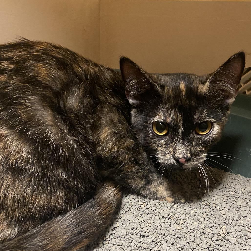 Taffy, ADOPTABLE, Young Female Domestic Short Hair.