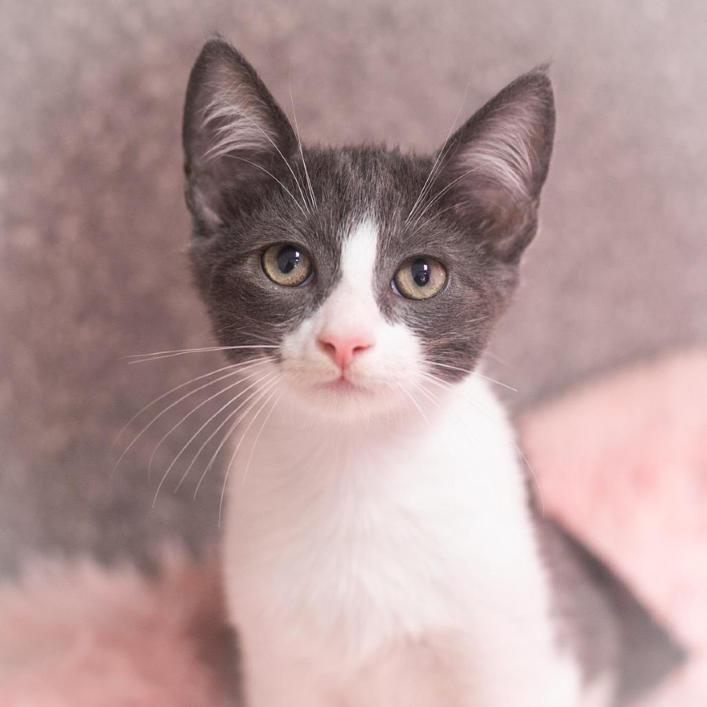 Seville, Adoptable, Kitten Male Domestic Short Hair.