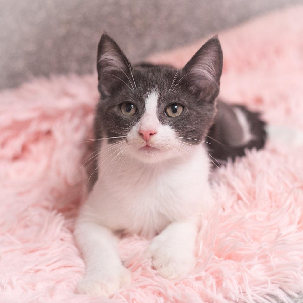 Enlarge Seville, a Adoptable Domestic Short Hair in St. Augustine, FL image 2/3