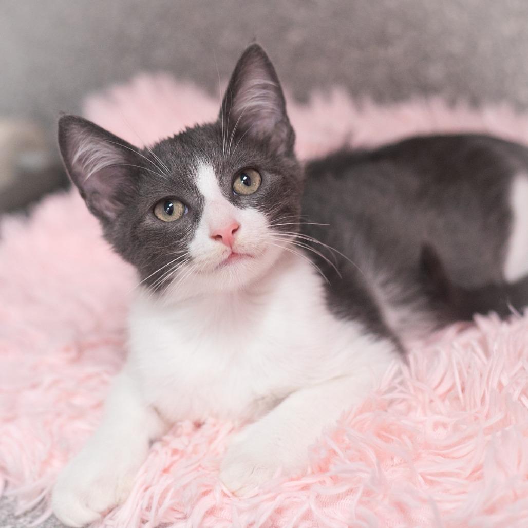 Enlarge Seville, a Adoptable Domestic Short Hair in St. Augustine, FL image 3/3