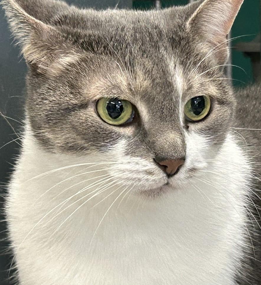 Bubbles, Adopted, Adult Female Domestic Short Hair.