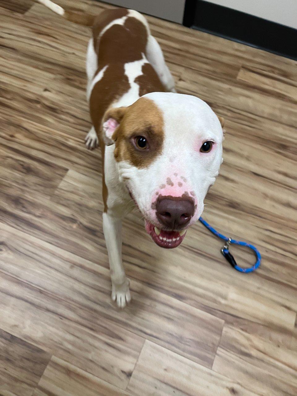 Happy, Adoptable, Adult Male Mixed Breed.