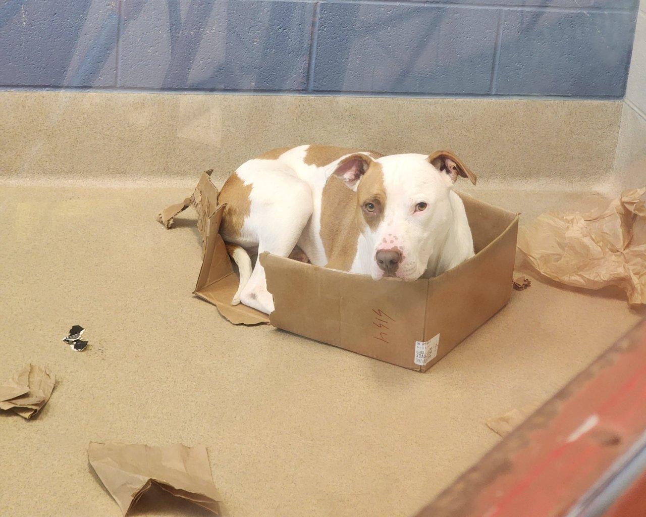 Enlarge Happy, a Adoptable Mixed Breed in Raleigh, NC image 2/4
