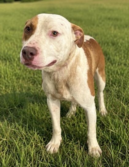 Enlarge Happy, a Adoptable Mixed Breed in Raleigh, NC image 2/3