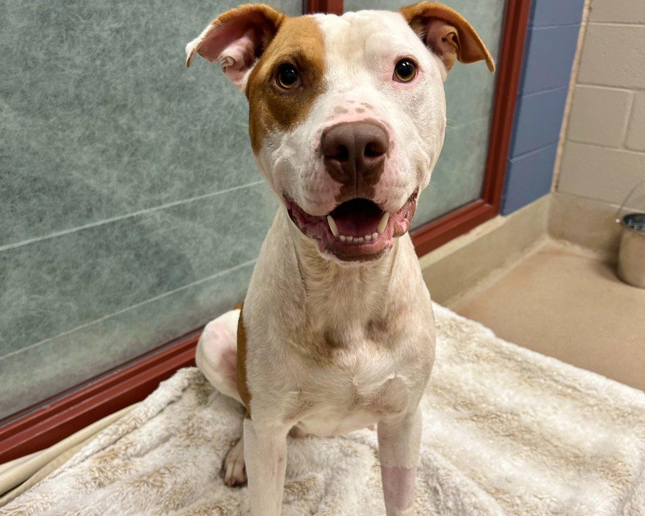 Enlarge Happy, a Adoptable Mixed Breed in Raleigh, NC image 3/3