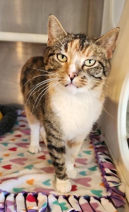 Enlarge Tawny, a ADOPTABLE mixed breed in Fairfield, IA image 2/2