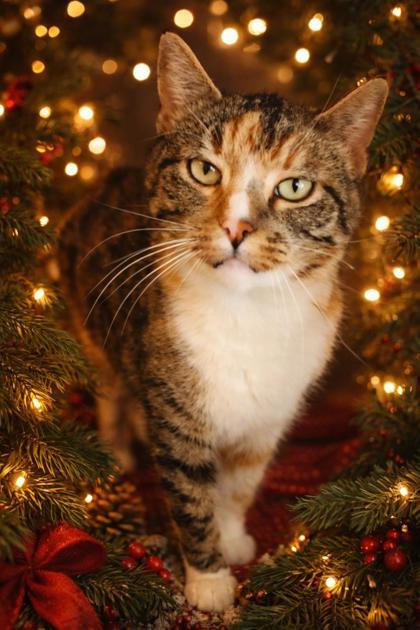 Enlarge Tawny, a ADOPTABLE mixed breed in Fairfield, IA image 1/2