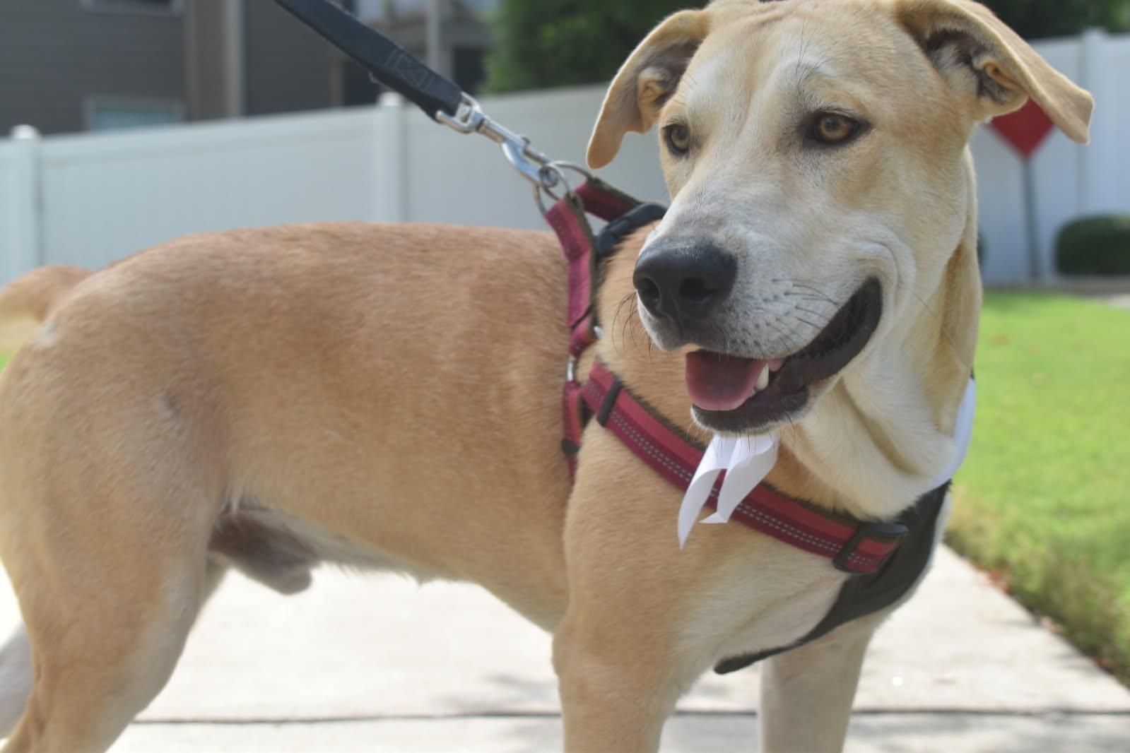 Greg, ADOPTABLE, Young Male Labrador Retriever & Boxer.