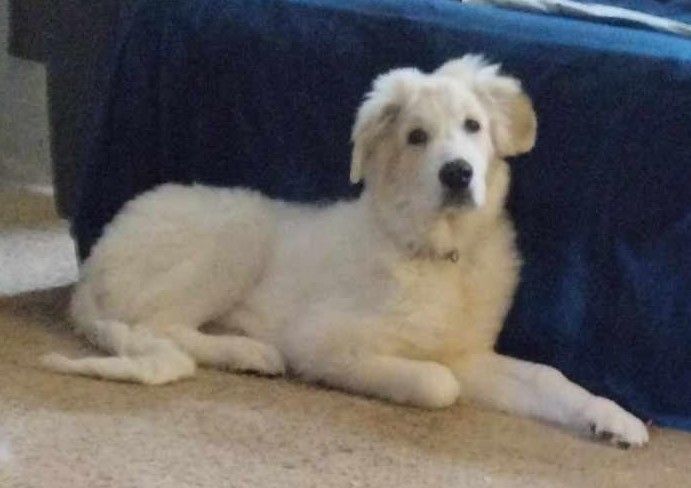 Enlarge Mufasa, a Adopted Great Pyrenees in Stockbridge, MI image 1/1