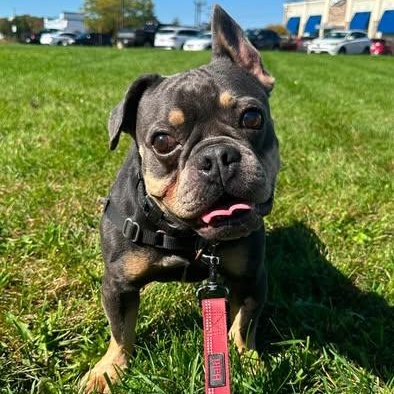 Enlarge Hemmingway-Foster Home Needed, a Adoptable French Bulldog in Hartland, WI image 4/6