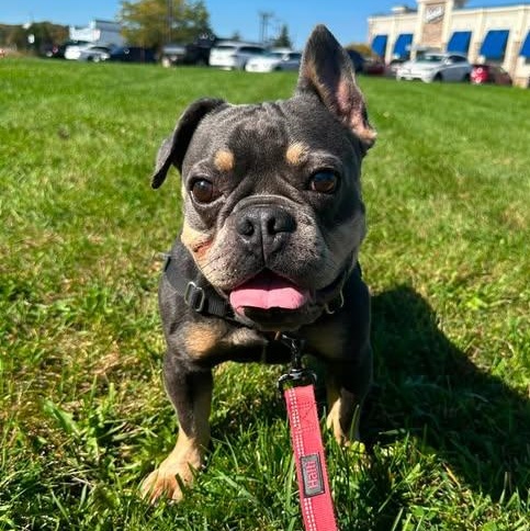 Enlarge Hemmingway-Foster Home Needed, a Adoptable French Bulldog in Hartland, WI image 2/6
