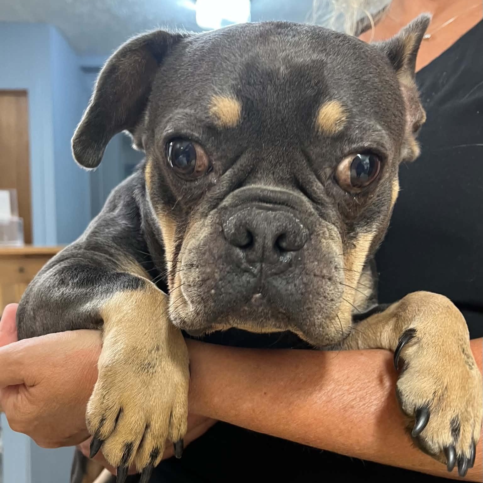 Enlarge Hemmingway-Foster Home Needed, a Adoptable French Bulldog in Hartland, WI image 5/6