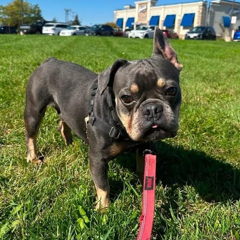 Enlarge Hemmingway-Foster Home Needed, a Adoptable French Bulldog in Hartland, WI image 1/6