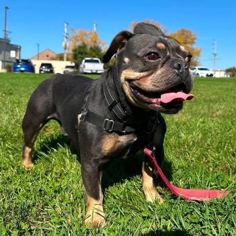 Enlarge Hemmingway-Foster Home Needed, a Adoptable French Bulldog in Hartland, WI image 3/6