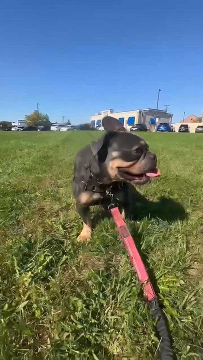 Enlarge Hemmingway-Foster Home Needed, a Adoptable French Bulldog in Hartland, WI video 6/6