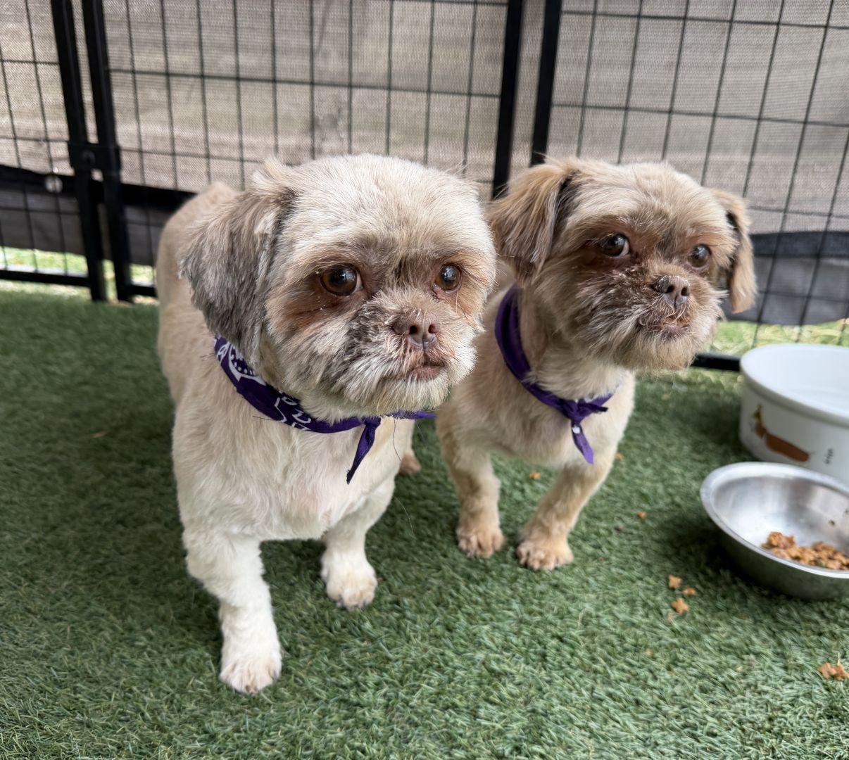 Tiffany, an adopted Shih Tzu in El Paso, TX image 5/6
