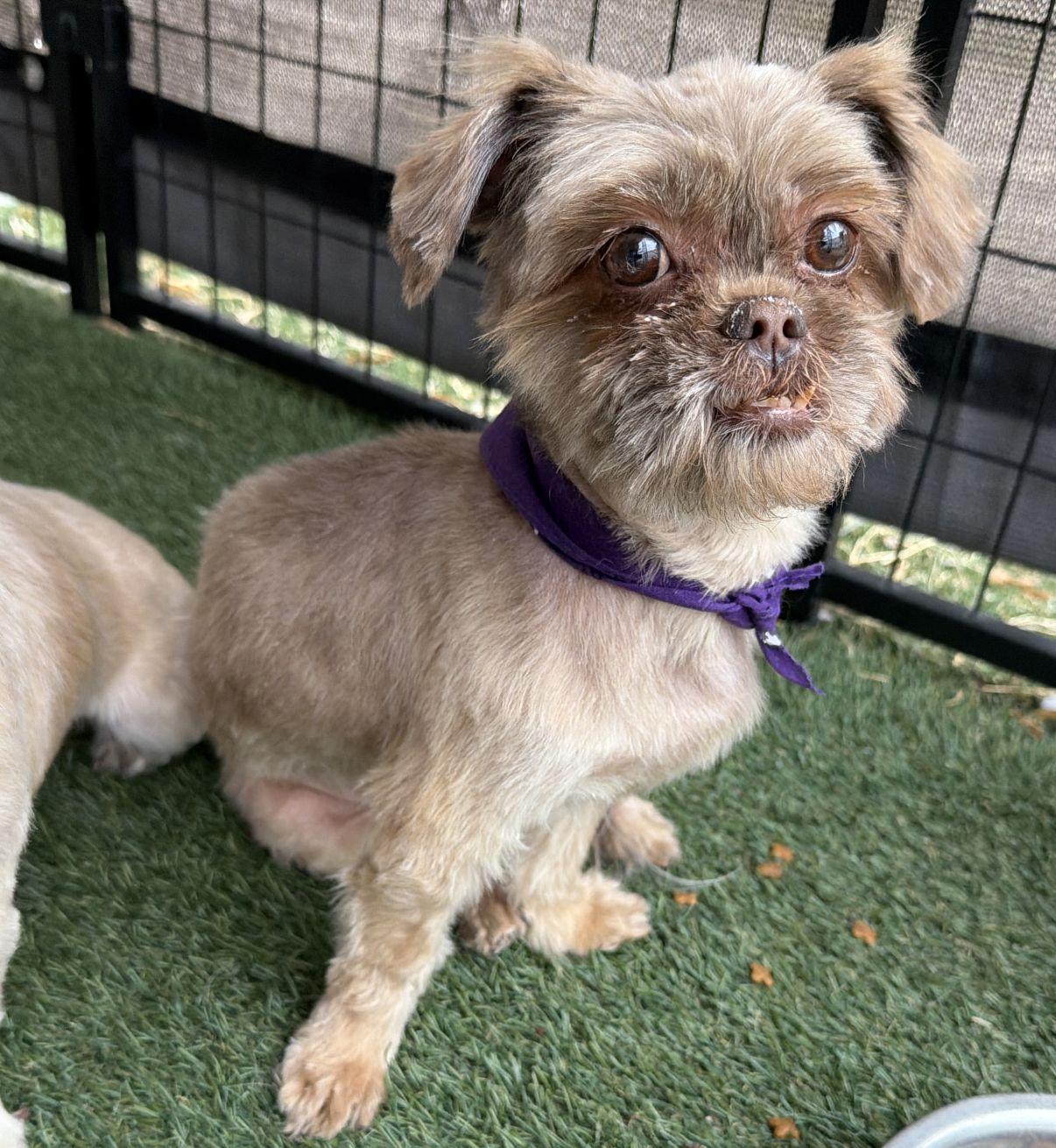 Tiffany, adopted, Young Female Shih Tzu.