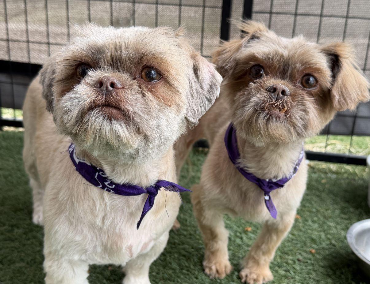 Tiffany, an adopted Shih Tzu in El Paso, TX image 4/6