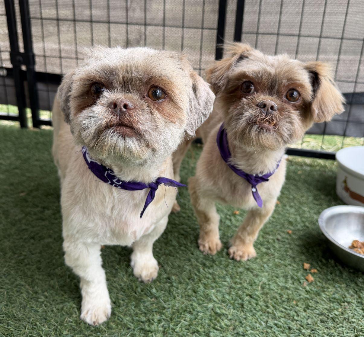 Tiffany, an adopted Shih Tzu in El Paso, TX image 6/6