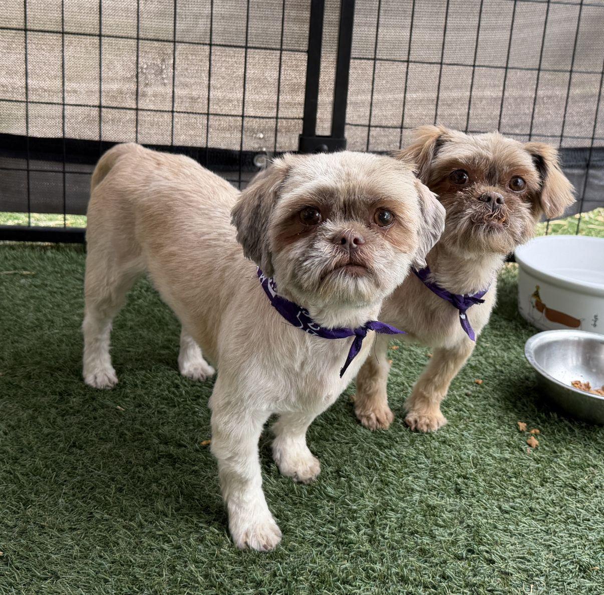 Tiffany, an adopted Shih Tzu in El Paso, TX image 3/6